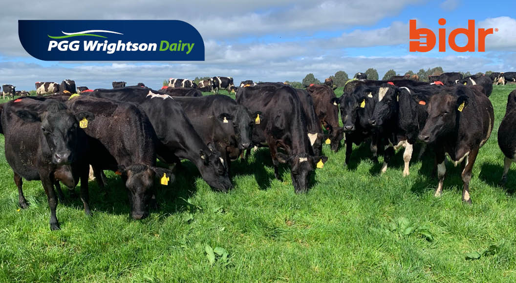 Southland herd auction breaks record as New Zealand’s highest value